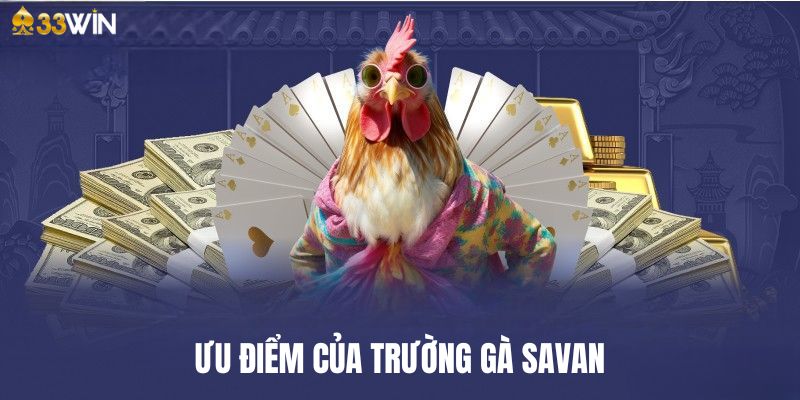 Ưu điểm của trường gà Savan mang lại